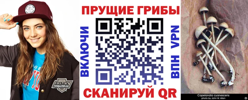 Галлюциногенные грибы GOLDEN TEACHER  где найти наркотики  мориарти телеграм  Зверево 